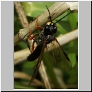 Tenthredo atra - Blattwespe 01b.jpg